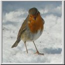 Erithacus rubecula - Rotkehlchen 07.jpg